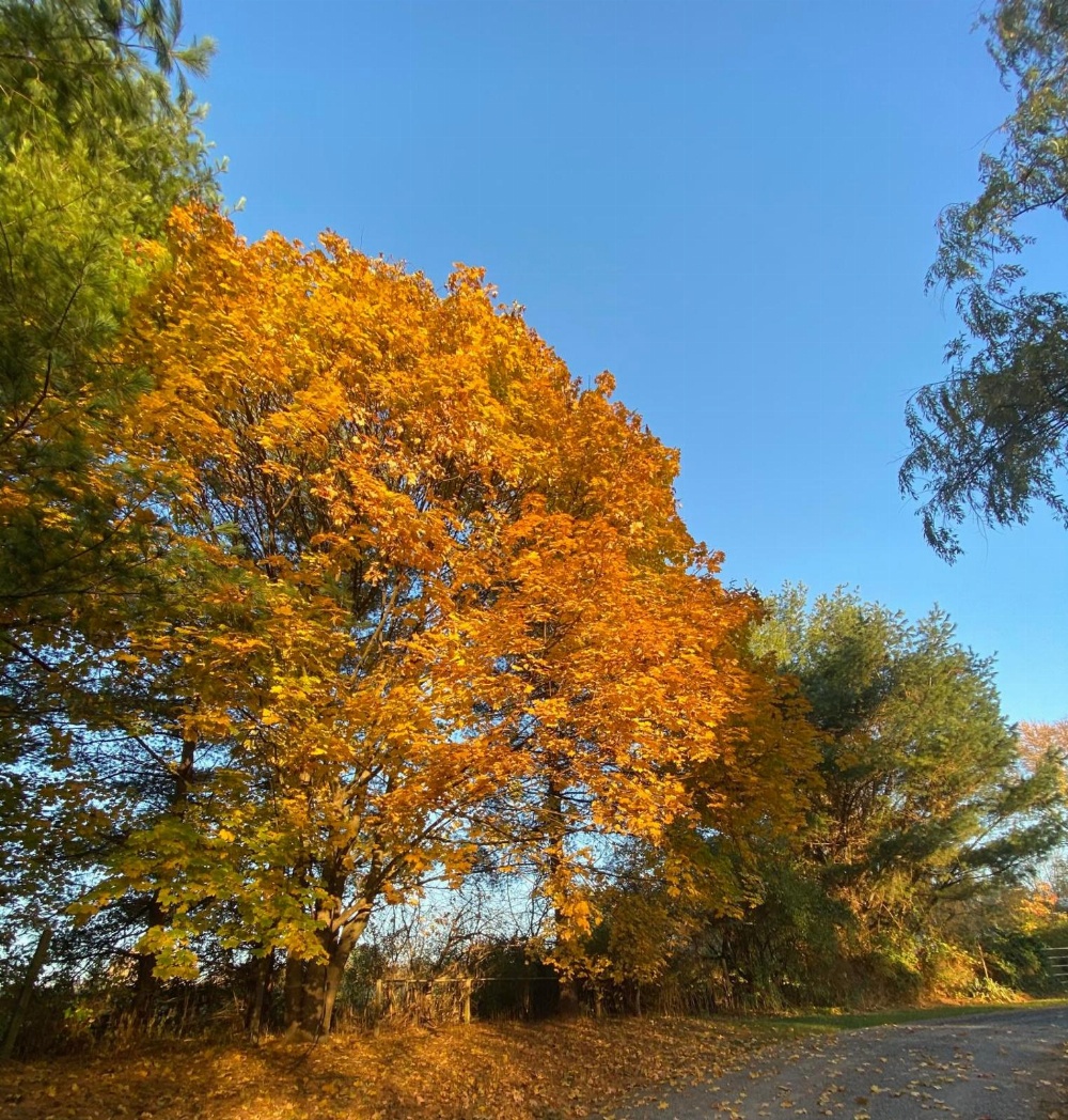 Family Farmhouse Inn Main image